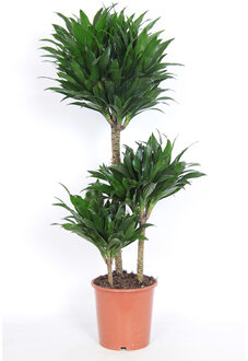 Dracaena compacta P 21 cm
