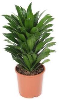 Dracaena compacta S kamerplant