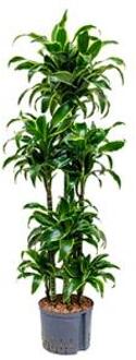 Dracaena dorado curana hydrocultuur plant