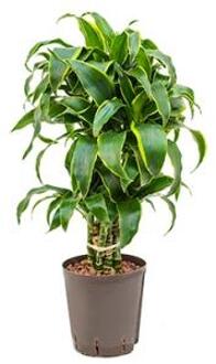 Dracaena dorado curico hydrocultuur plant