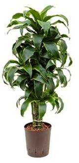 Dracaena dorado imilac hydrocultuur plant