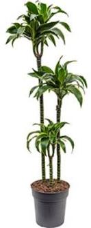 Dracaena dorado M kamerplant