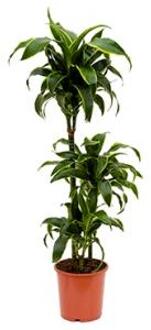 Dracaena dorado S kamerplant