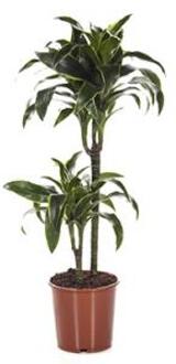 Dracaena dorado XS kamerplant