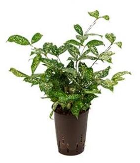 Dracaena godseffiana hydrocultuur plant