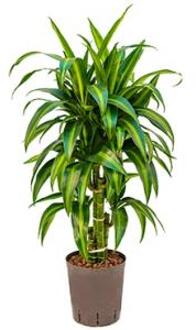 Dracaena hawaiian sunshine vertakt S hydrocultuur plant