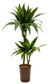 Dracaena janet craig duo hydrocultuur plant