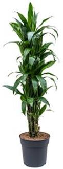 Dracaena janet craig L kamerplant