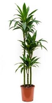 Dracaena janet craig S kamerplant