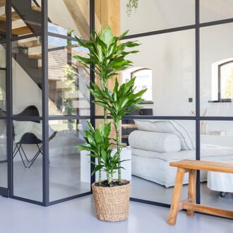 Dracaena Janet Lind - Drakenbloedboom - P27