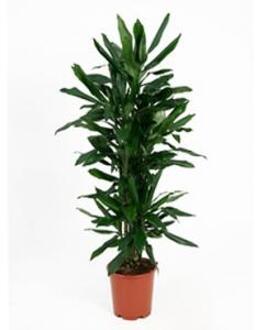 Dracaena janet lind L kamerplant