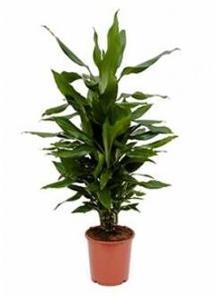Dracaena janet lind S kamerplant