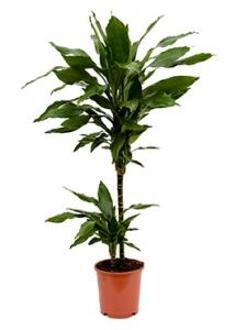 Dracaena janet lind XXS kamerplant