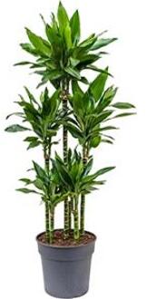 Dracaena janet lind XXXL kamerplant