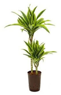 Dracaena lemon lime ate hydrocultuur plant