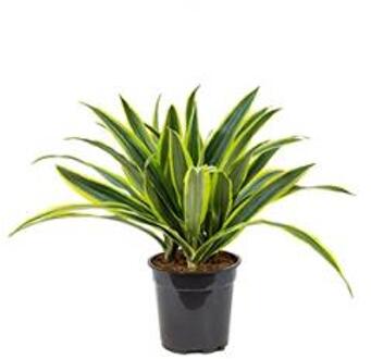 Dracaena lemon lime kop M kamerplant