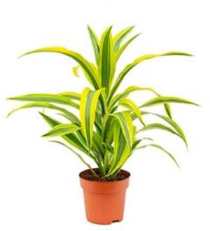 Dracaena lemon lime kop S kamerplant