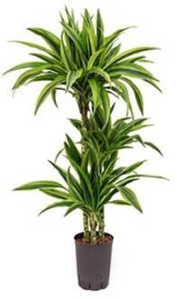 Dracaena lemon lime mazuco hydrocultuur plant