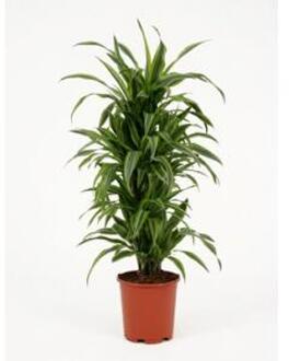 Dracaena lemon lime multi S kamerplant