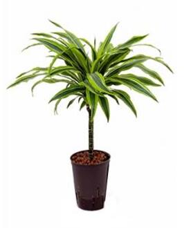 Dracaena lemon lime paita hydrocultuur plant
