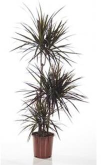 Dracaena magenta kamerplant