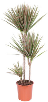 Dracaena Marginata 'Bicolor' (Drakenbloedboom) P 24 cm
