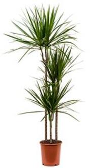 Dracaena Marginata kamerplant hoog 40cms  potmaat Ø 10cms (incl verzending)