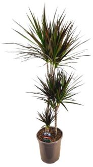 Dracaena Marginata Magenta - Drakenbloedboom - Pot De 24cm - Hauteur 110-130cm