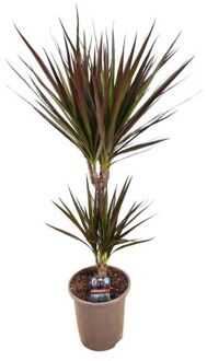 Dracaena Marginata Magenta - Drakenbloedboom - Pot Van 17cm - Hoogte 70-80cm
