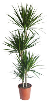 Dracaena Marginata - P 24 cm