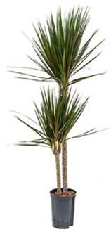 Dracaena marginata spider duo M hydrocultuur plant