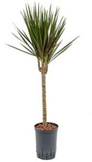 Dracaena marginata spider L hydrocultuur plant