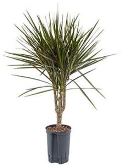 Dracaena marginata spider M hydrocultuur plant