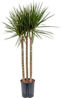 Dracaena marginata spider trio 60 hydrocultuur plant