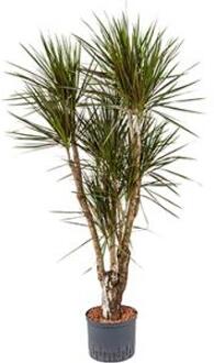 Dracaena marginata spider vertakt L hydrocultuur plant