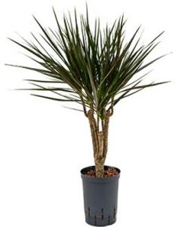 Dracaena marginata spider vertakt XS hydrocultuur plant