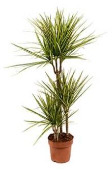 Dracaena marginata sunray M kamerplant