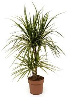 Dracaena marginata sunray S kamerplant