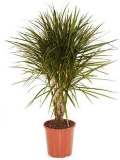 Dracaena marginata XS kamerplant