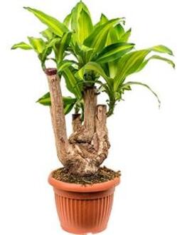 Dracaena massangeana L kamerplant