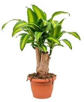 Dracaena massangeana M kamerplant