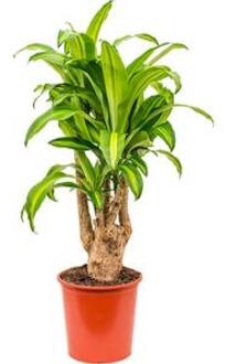 Dracaena massangeana XL kamerplant