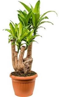 Dracaena massangeana XXL kamerplant