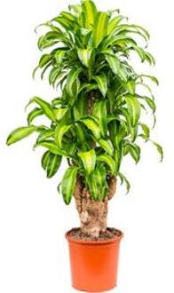 Dracaena massangeana XXXL kamerplant