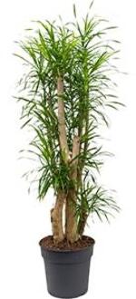 Dracaena Pleomele anita L kamerplant