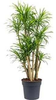 Dracaena Pleomele anita variegata M kamerplant