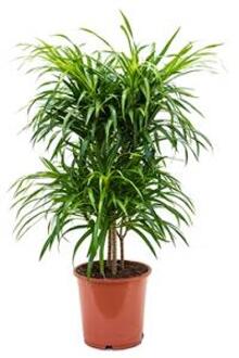 Dracaena Pleomele anita variegata multi M kamerplant