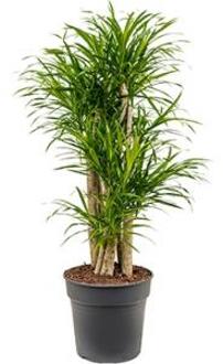 Dracaena Pleomele anita variegata S kamerplant