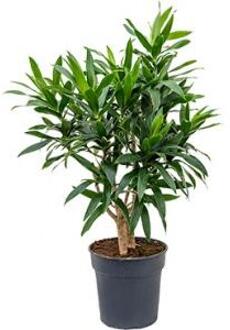 Dracaena Pleomele reflexa M kamerplant
