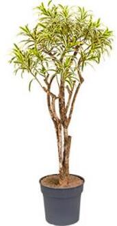 Dracaena Pleomele song of india L kamerplant